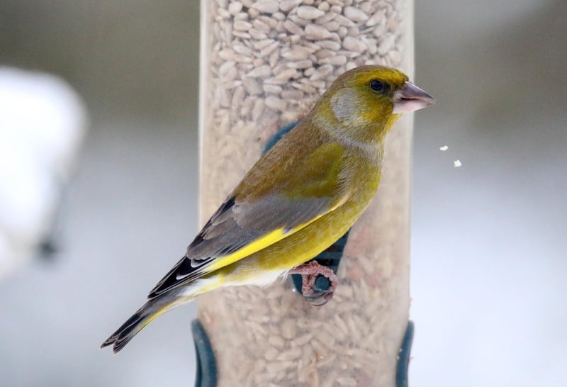 Découvrez le verdier d'Europe : secrets et beauté de cet oiseau en 2026