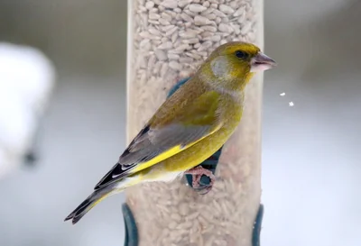 Découvrez le verdier d'Europe : secrets et beauté de cet oiseau en 2026