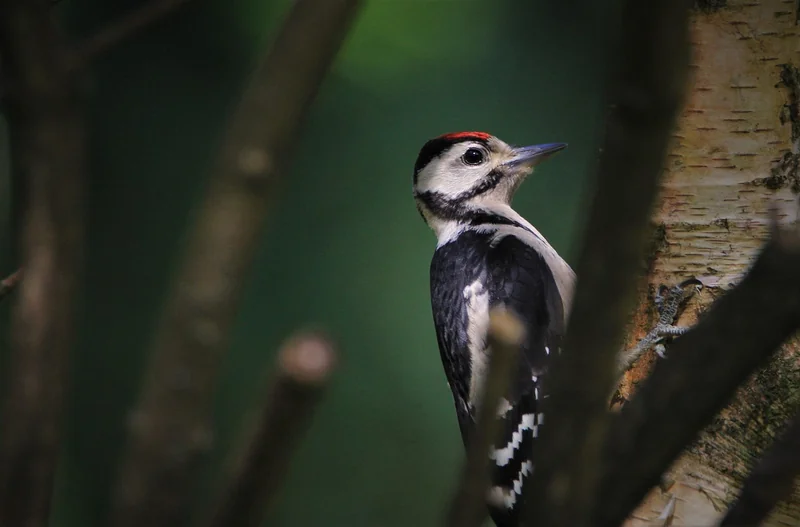 Alimentation des oiseaux : que lui donner sans risque ?