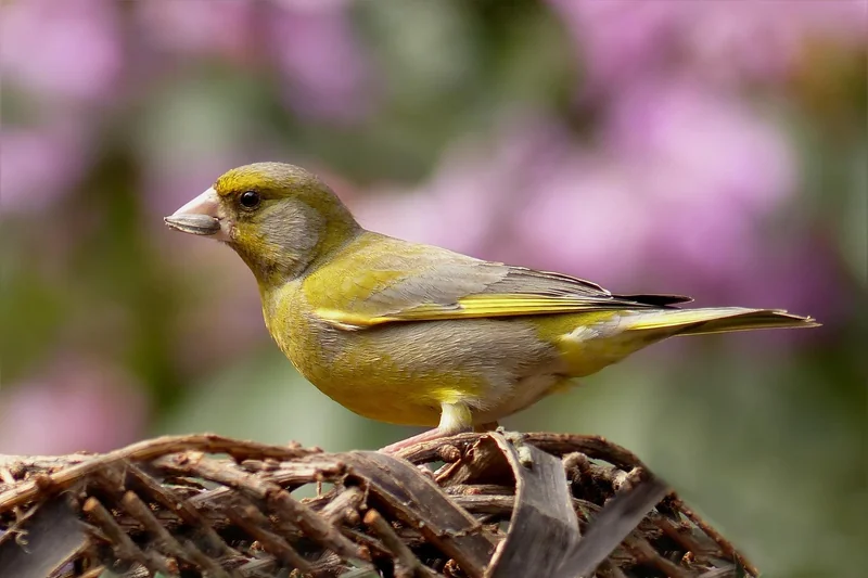 Chant des oiseaux : comment reconnaître le verdier ?