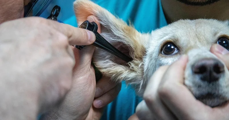 Sensation d'oreille bouchée mais pas de bouchon : que se passe-t-il ?
