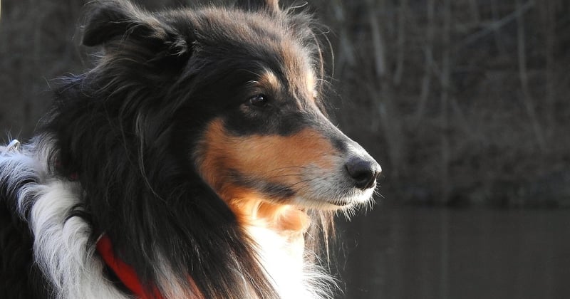 Chien à poil long : 8 races magnifiques et leurs besoins