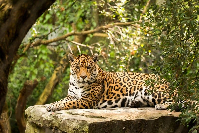 Tout savoir sur Jaguar la mythique marque de voitures