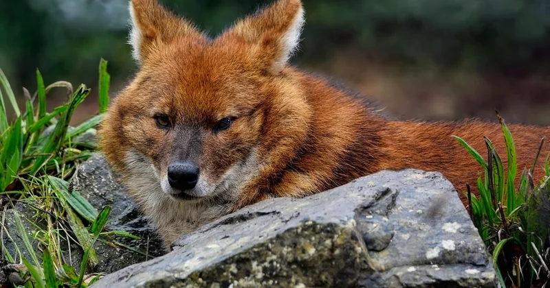 Le dhole peut-il devenir un chien domestique ?