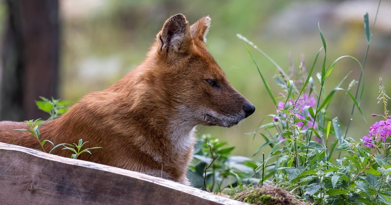 Le dhole, ce chien sauvage fascinant qui vit en meute