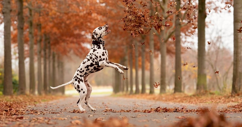 Prix dalmatien : combien coûte vraiment ce chien tacheté ?