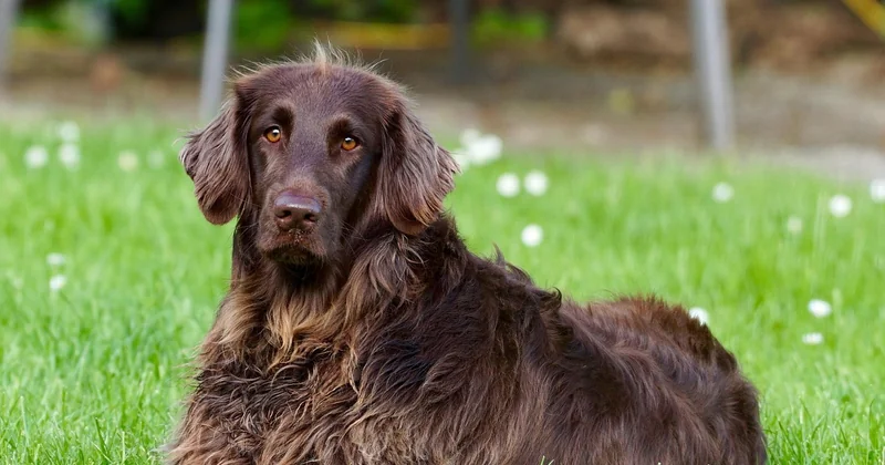 L'entretien réel d'un chien à poil long, sans langue de bois