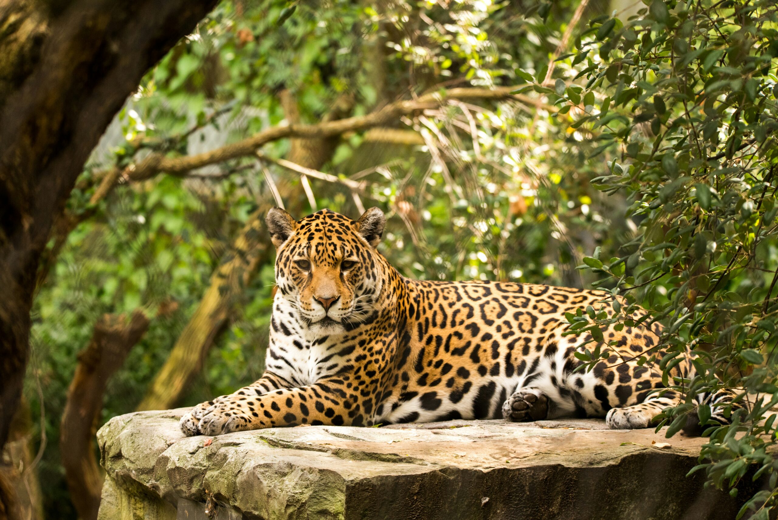 découvrez tout ce que vous devez savoir sur les jaguars, de leur habitat naturel à leur comportement fascinant, dans notre guide complet.