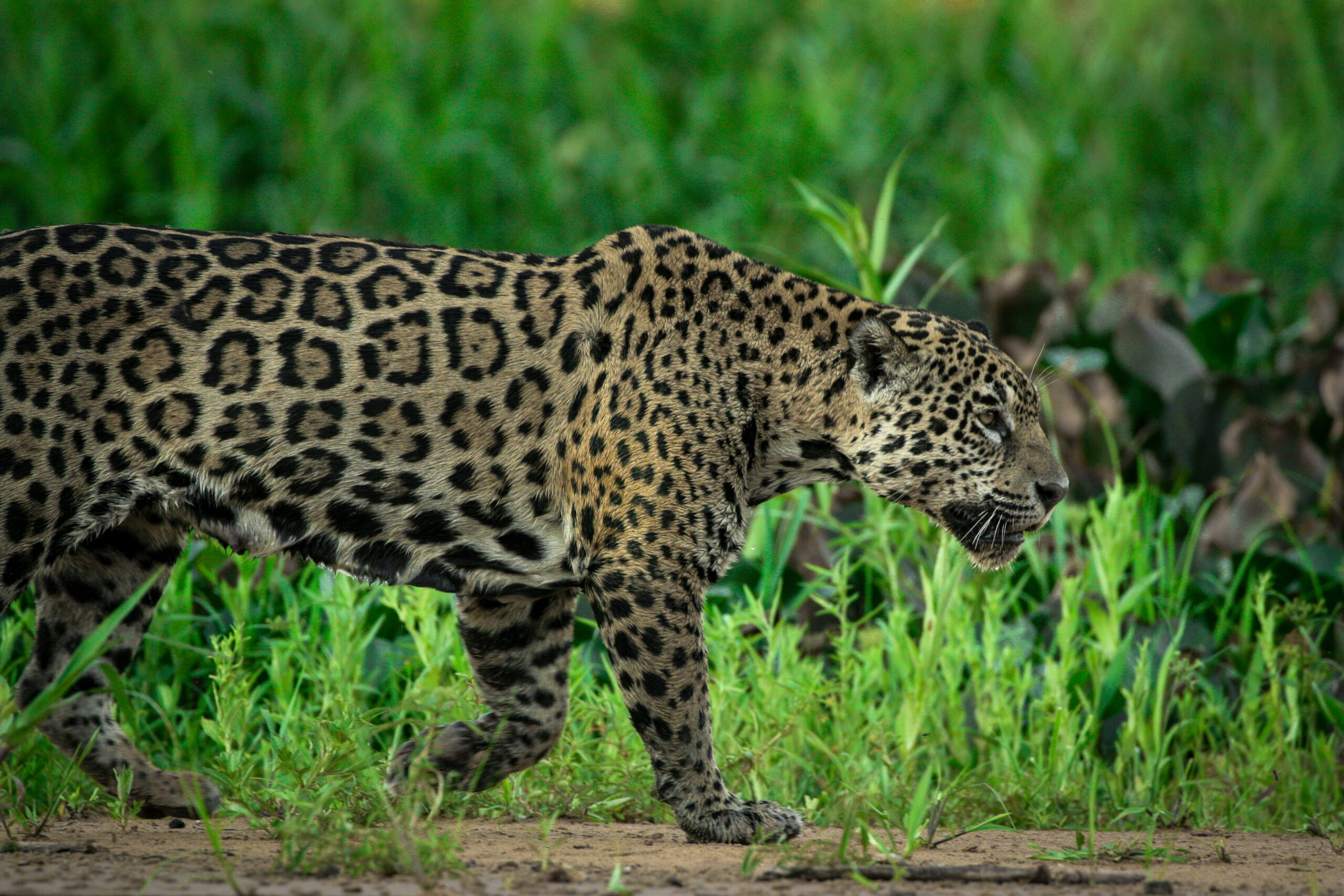 découvrez tout sur l'histoire, les caractéristiques et les modèles emblématiques de la marque jaguar, référence en matière de voitures de luxe et de performances.