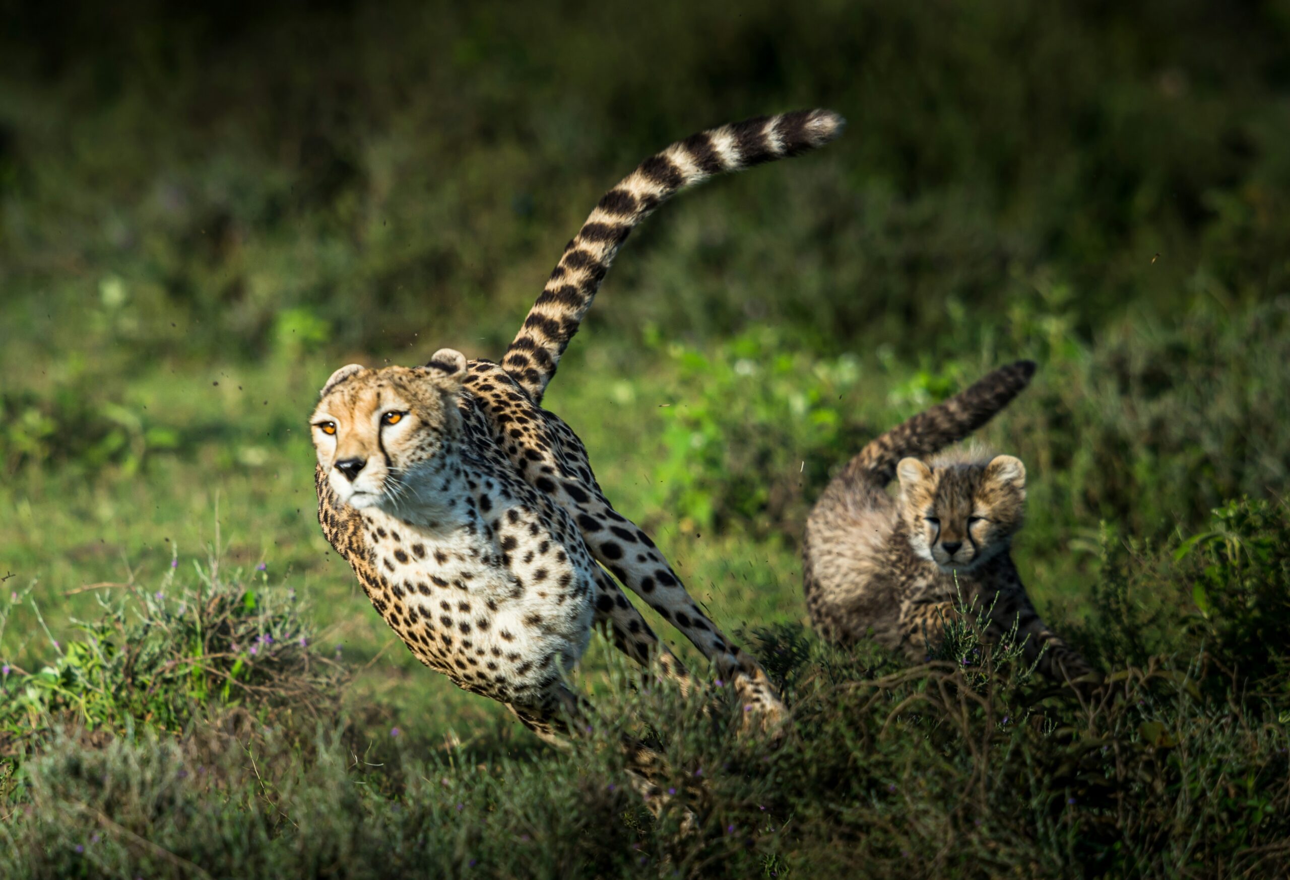 découvrez tout sur le jaguar, un félin majestueux et puissant, son habitat, son comportement et son rôle dans l'écosystème.