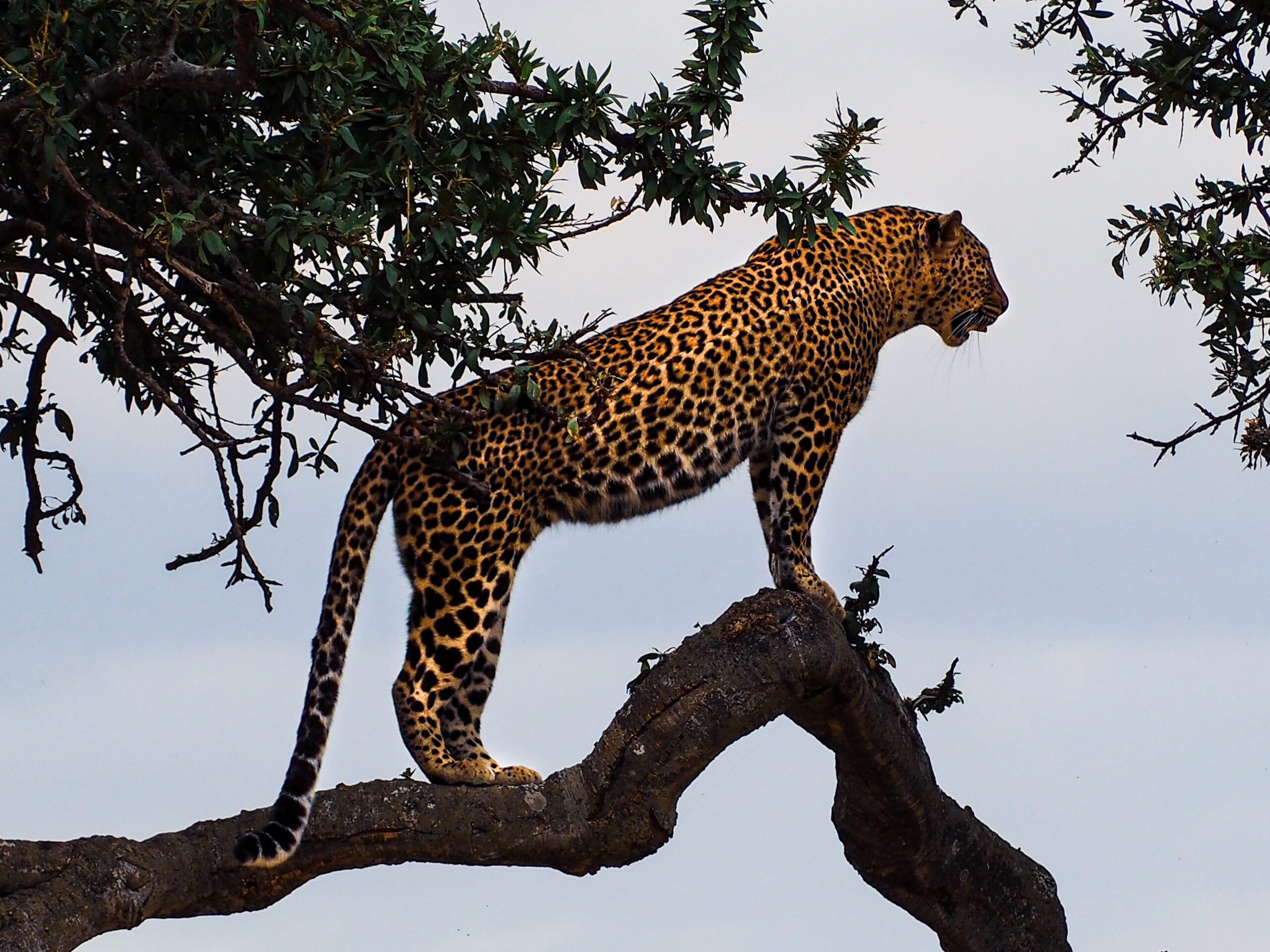 découvrez tout sur le jaguar, un majestueux félin aux taches distinctives, à travers son habitat naturel, son comportement et son rôle essentiel dans l'écosystème.