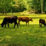découvrez tout ce qu'il faut savoir sur l'empreinte carbone : définition, enjeux environnementaux et actions concrètes pour réduire son impact sur la planète. engagés pour un avenir durable, apprenez comment adopter des comportements éco-responsables au quotidien.